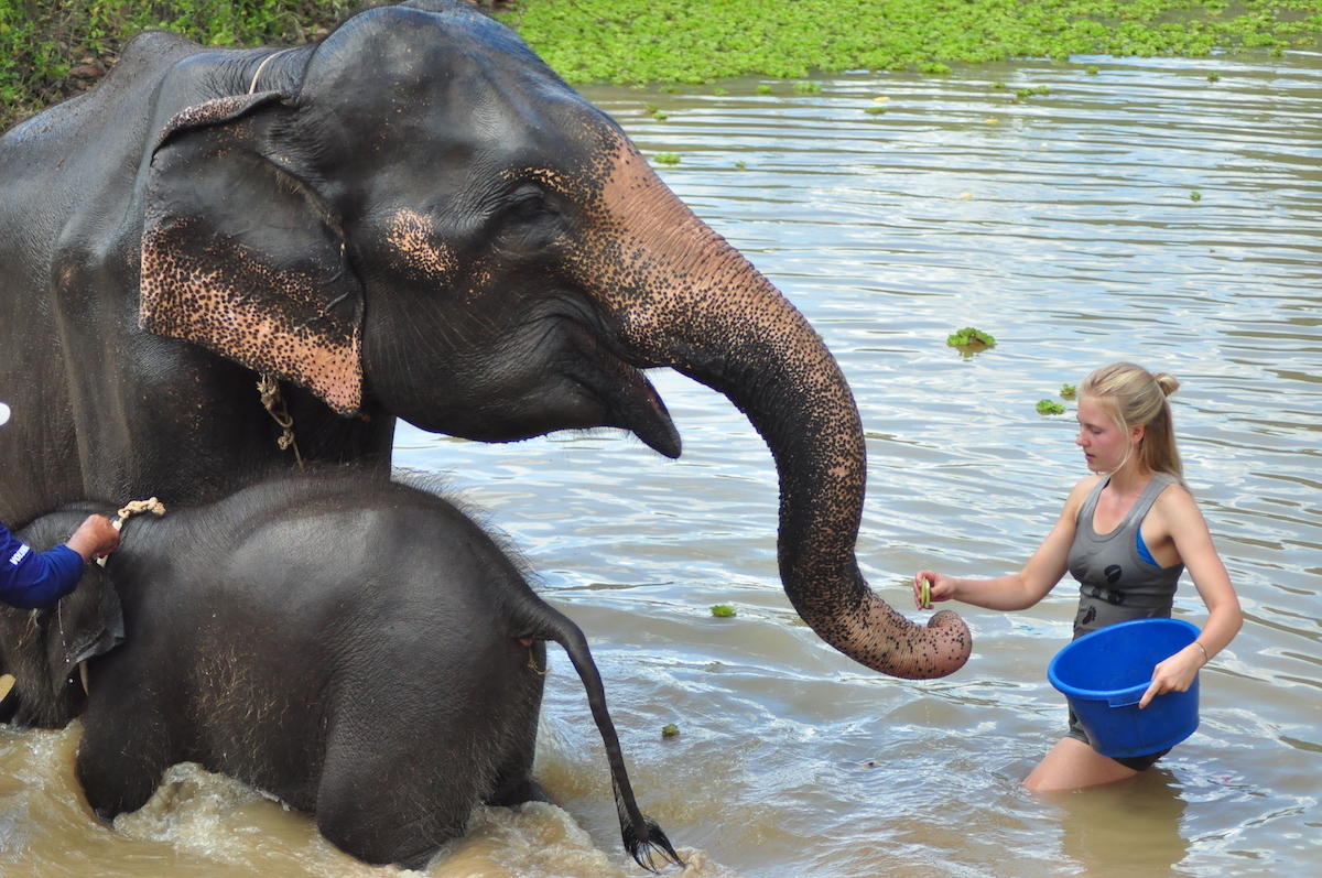 Volunteer füttert Elefant im Wasser