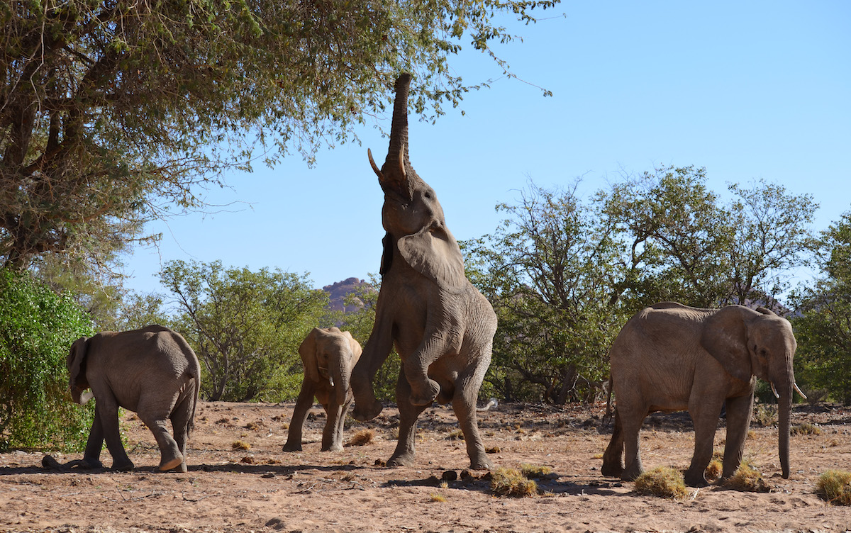 Elefantenfamilie unterm Baum