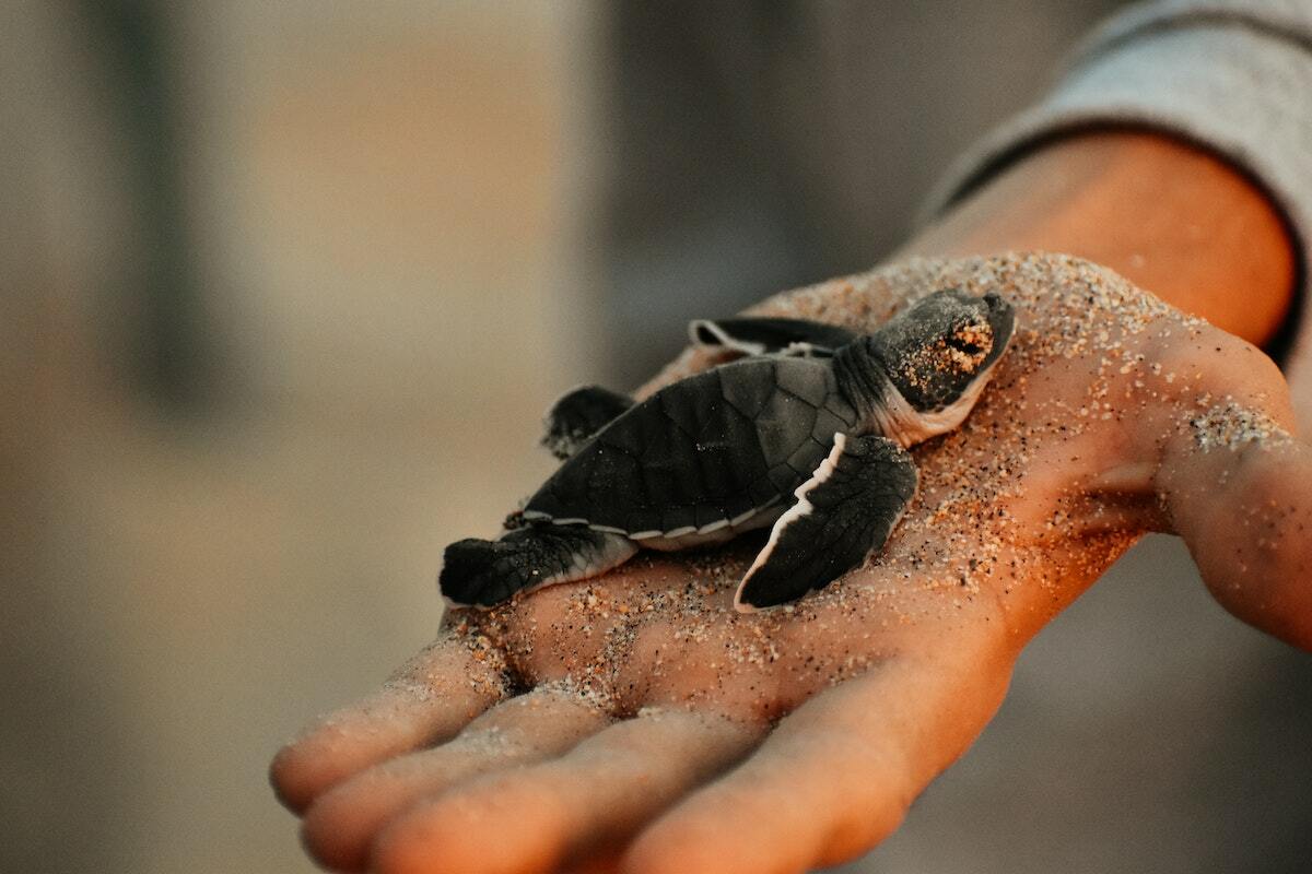 Baby Schildkröte auf ausgestreckter sandiger Hand