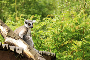 Freiwilligenarbeit und Volunteering in Madagaskar bedeutet Tierschutz, Umweltschutz und Betreuung von Kindern.