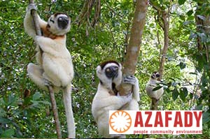 Bei diesem Freiwilligenarbeits-Programm von AZAFADY arbeitest du auf Madagaskar im Bereich Tierschutz.