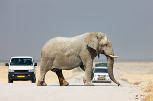 Freiwilligenarbeit in Namibia heißt Volunteering rund um Tierschutz und Wildlife.