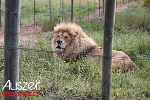 Löwenprojekt in Südafrika Volunteering in Südafrika im Löwenprojekt bei Kapstadt