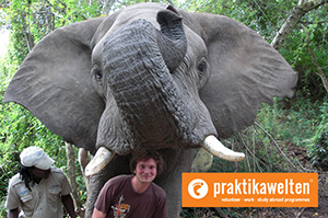 Freiwilligenarbeit im Nationalpark Freiwilligenarbeit in Südafrika: Krüger-Nationalpark