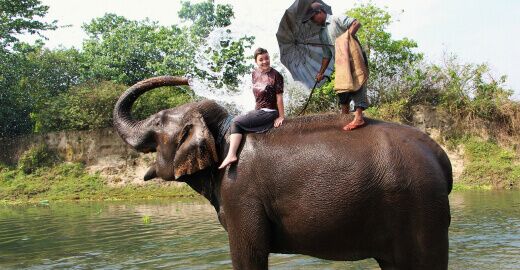 In einem Elefantencamp in Nepal kannst du die Dickhäuter betreuen