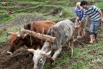 Freiwilligenarbeit in Nepal: Als Volunteer auf einer Farm arbeiten