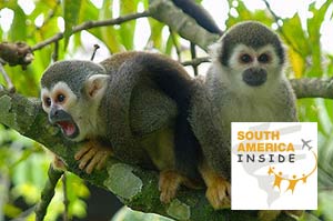 SouthamericaInside bietet dir mit dieser Freiwilligenarbeits-Alternative die Möglichkeit, im Bereich Tierschtz zu arbeiten.