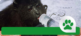Tierschutz & Wildlife Wildlife-Volunteering weltweit