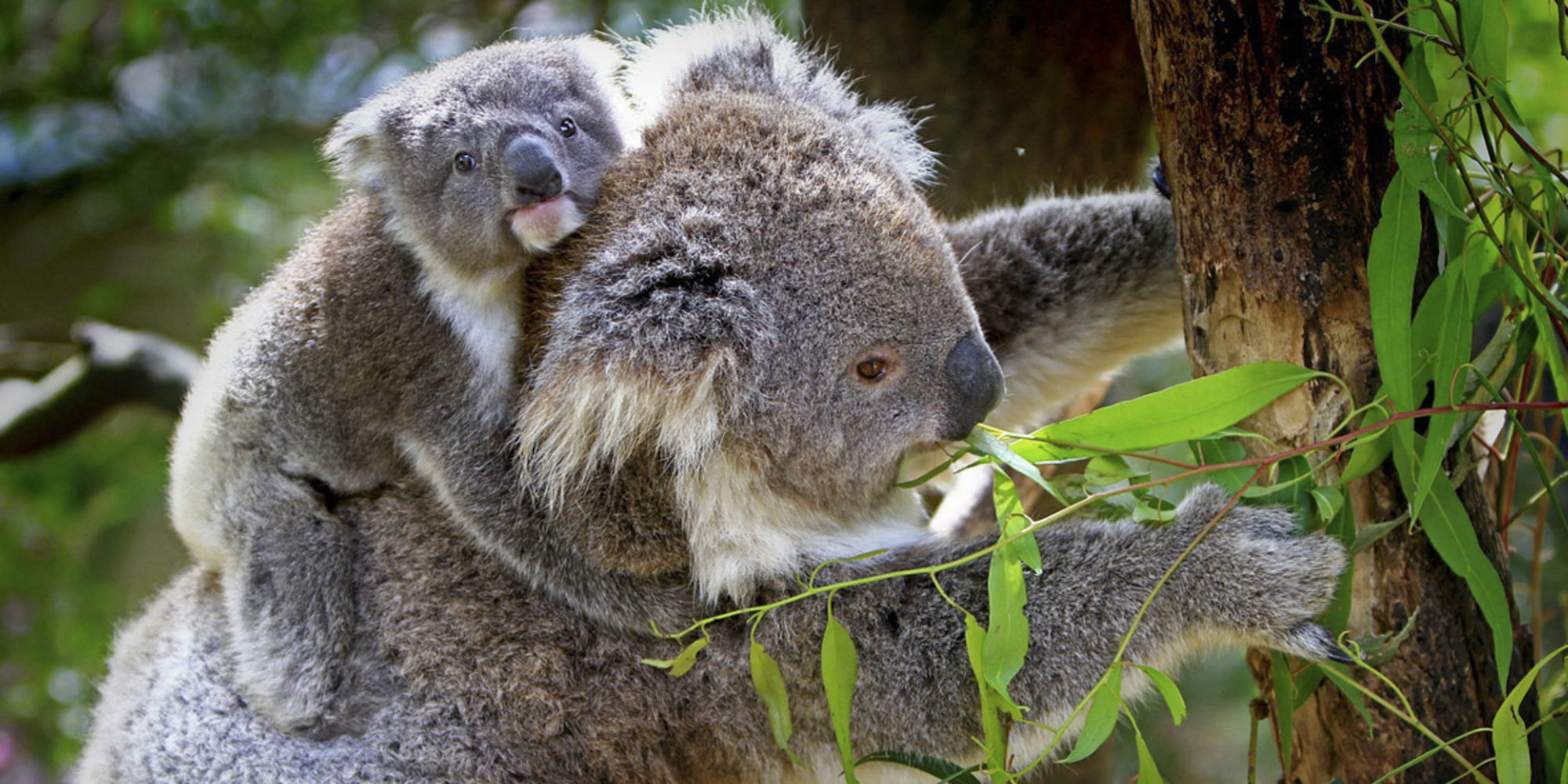 Tier- und Naturschutz haben bei den meisten Freiwilligenarbeits-Programmen in Australien höchste Priorität!