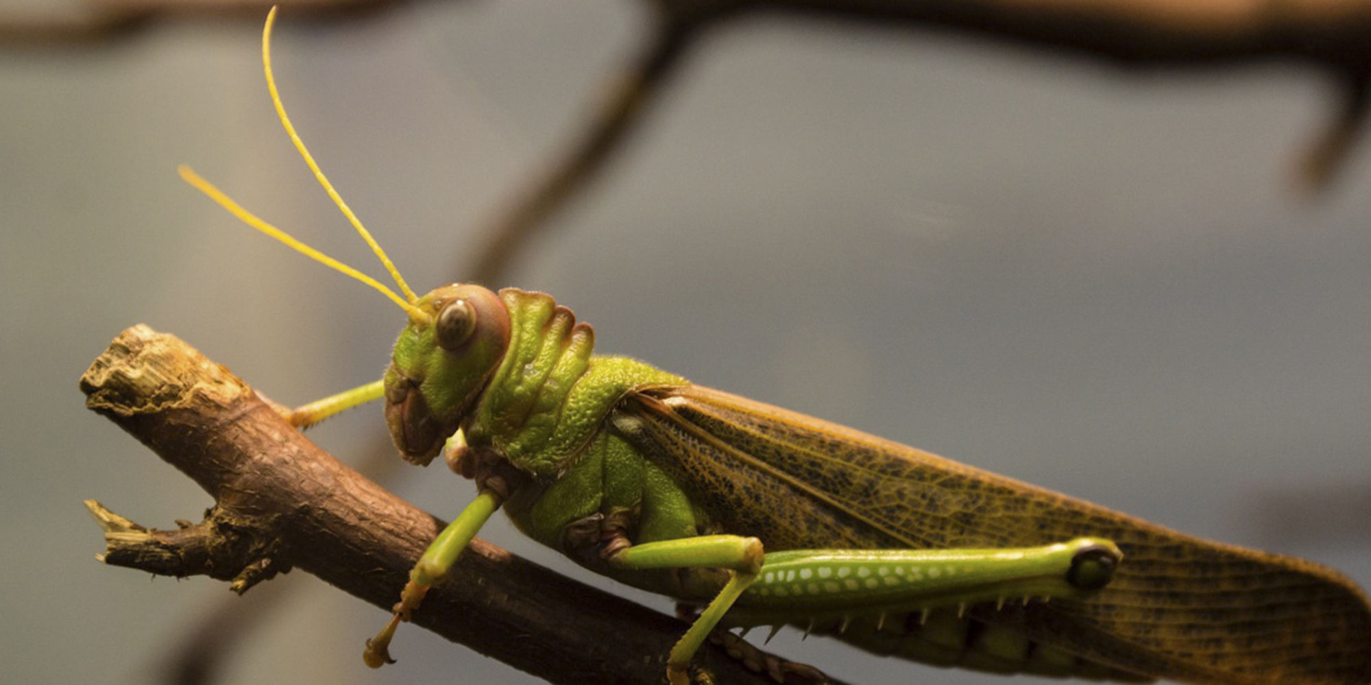 Freiwilligenarbeit in Guyana ist nötig um das Land mit sozialen und umweltspezifischen Problemen zu unterstützen.
