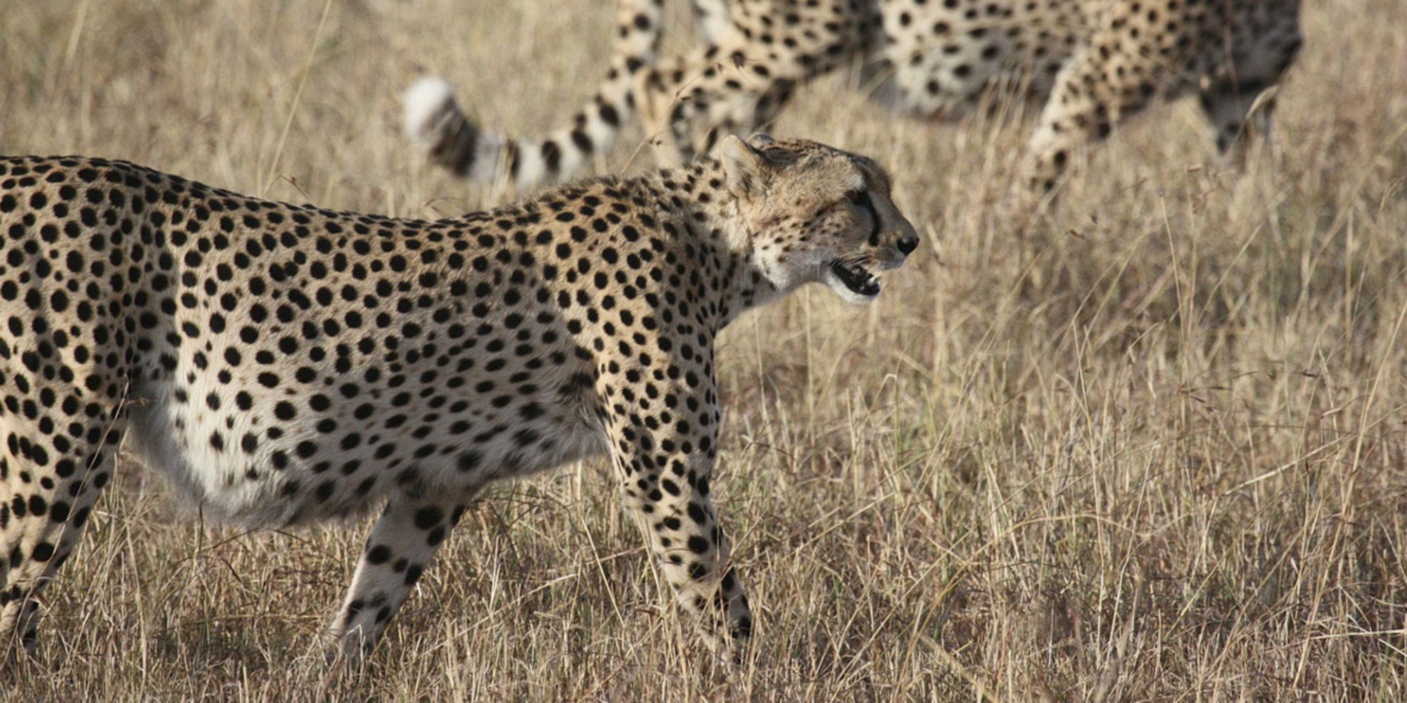 Freiwilligenarbeit in Namibia heißt Volunteering rund um Tierschutz und Wildlife.