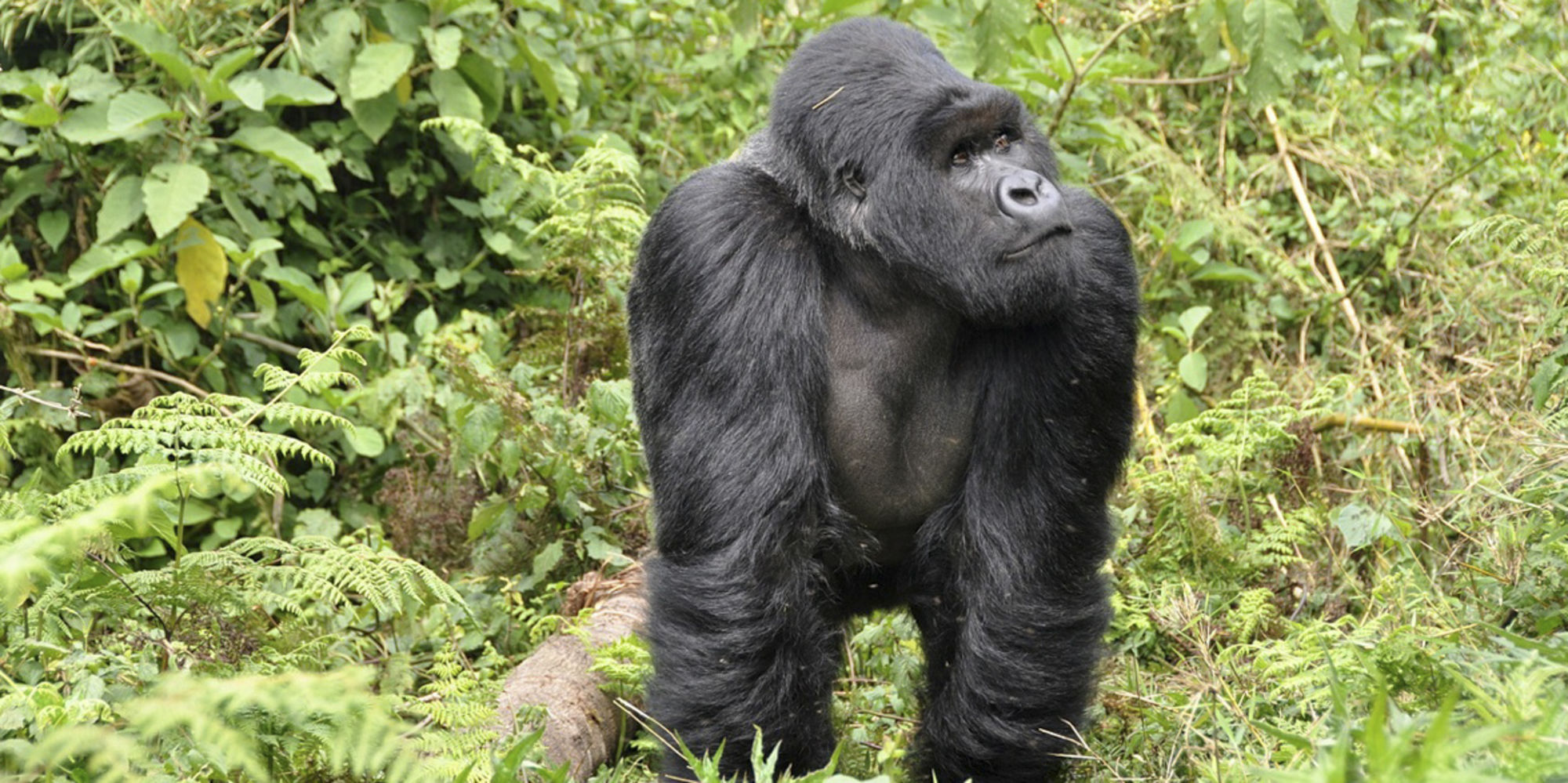 Freiwilligenarbeit in Ruanda, volunteering in Ruanda