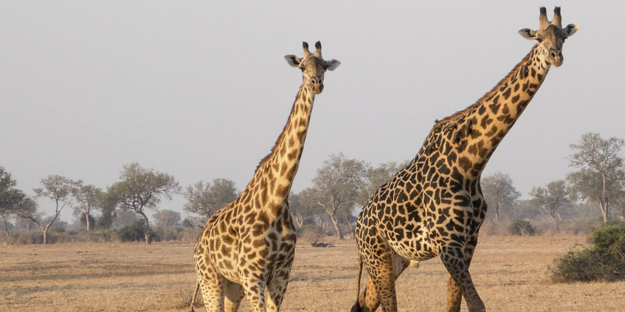 Freiwilligenarbeit in Sambia unterteilt sich in Kinder unterrichten und Tierschutz.