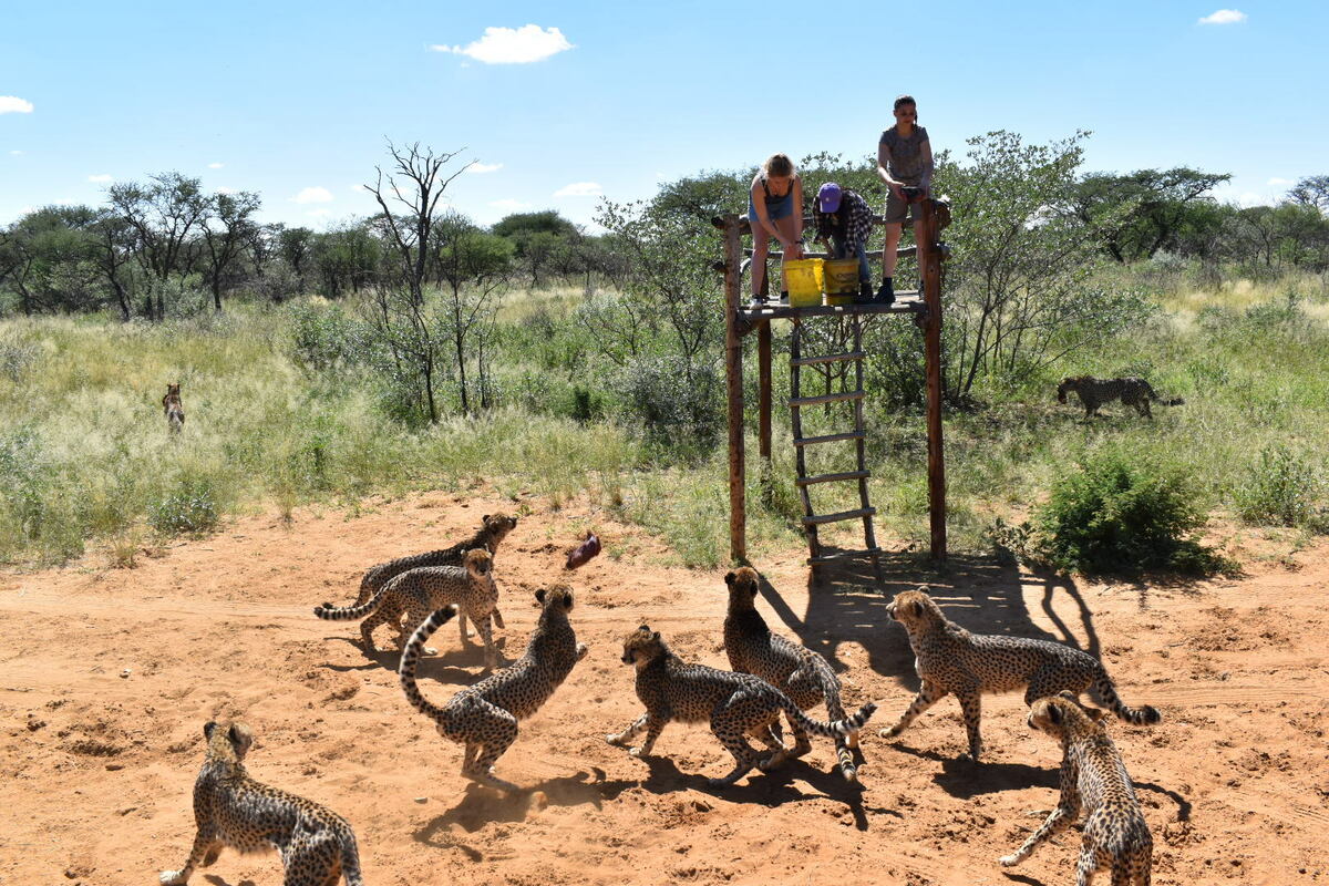 Freiwilligenarbeit mit Geparden in Namibia