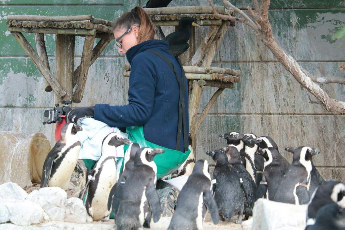 Freiwilligenarbeit mit Pinguinen Südafrika Freiwilligenarbeit mit Pinguinen Südafrika