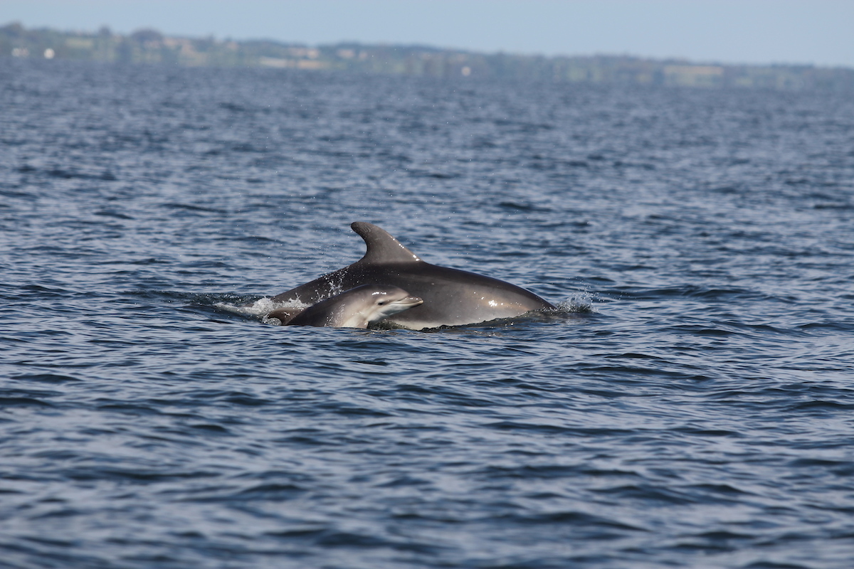 Delfinmutter mit Jungtier im Meer
