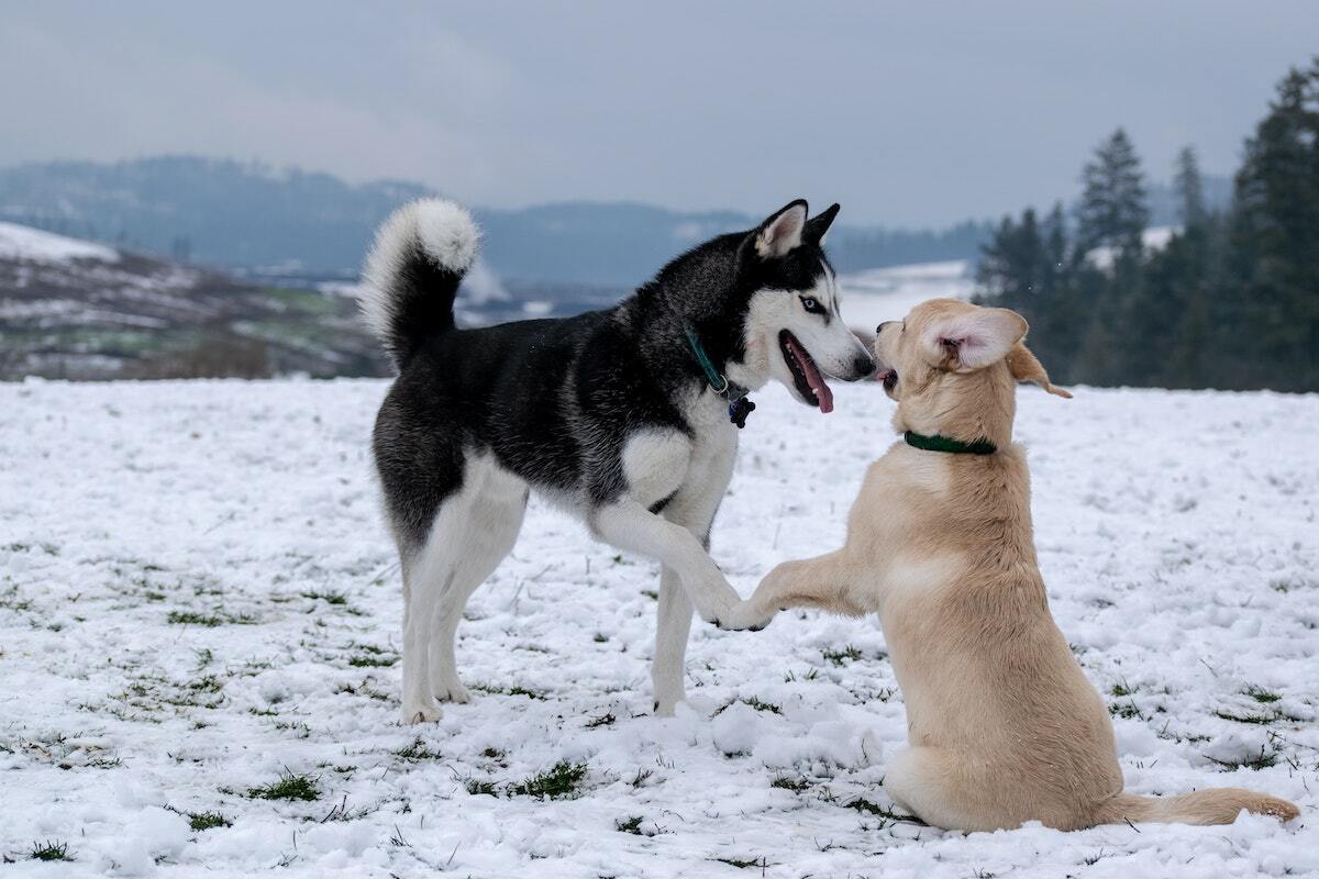 Husky und hellbrauner Hund beschnuppern sich im Schnee