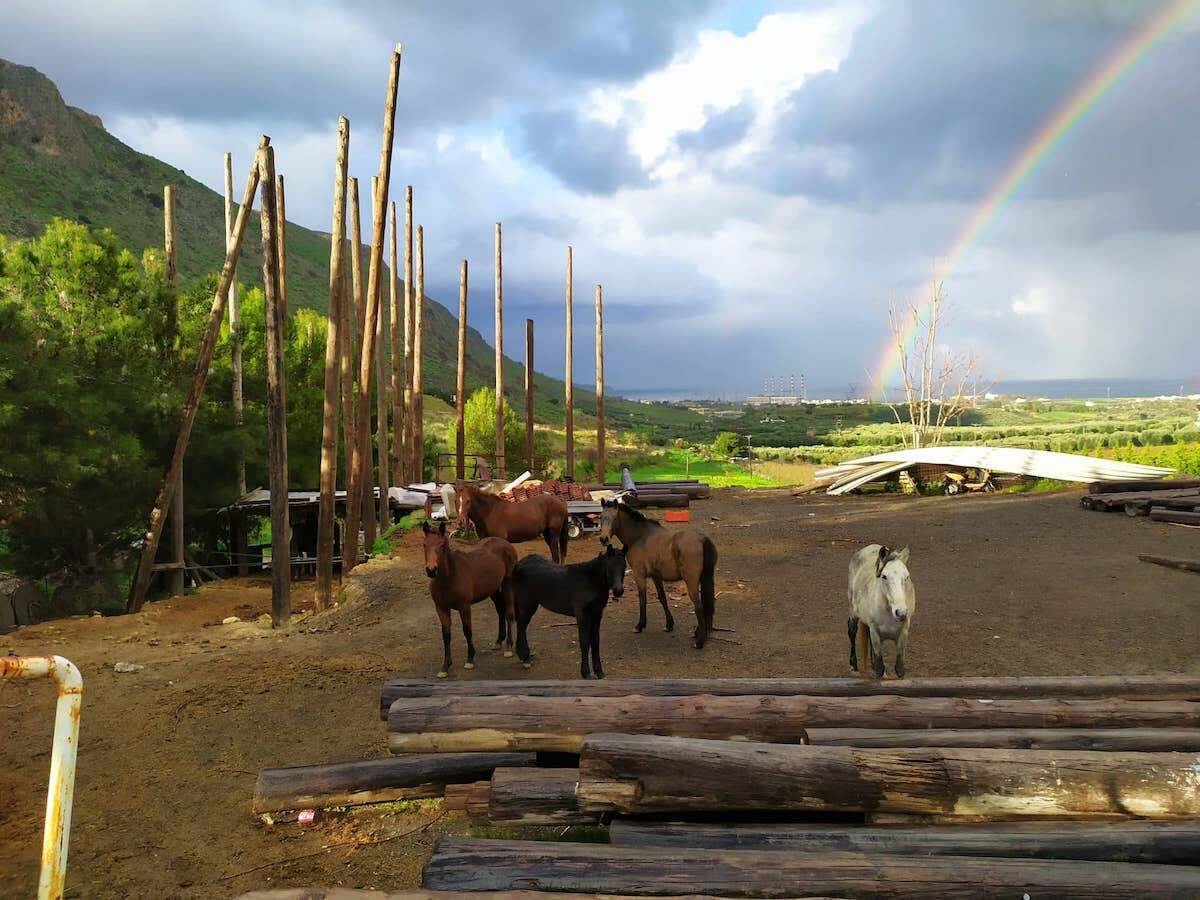 Blick auf eine Pferdefarm mit Regenbogen und Meer im Hintergrund