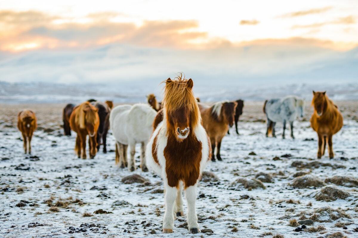 Herde braun weißer Island Ponies im Schnee