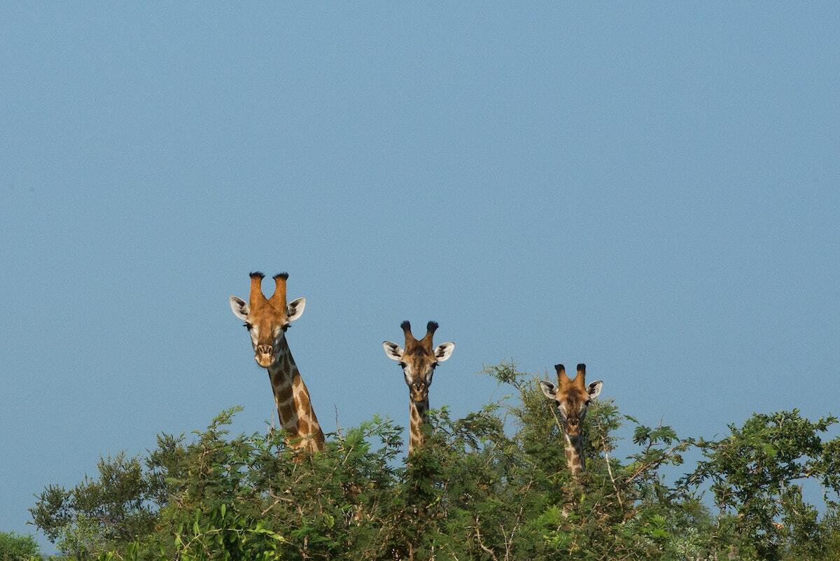 drei Giraffen schauen über die Baumwipfel in die Kamera